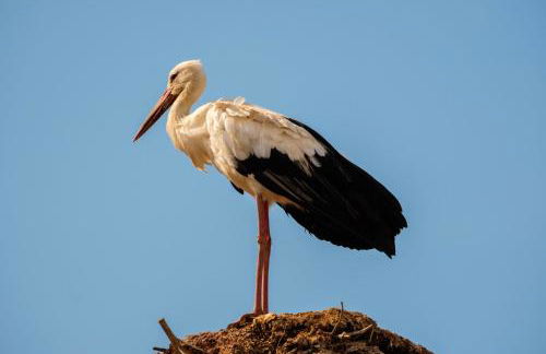 Casa do Arrozal Comporta - Foto 20