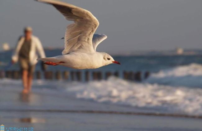 Luxurious, Stately Villa With Patio Heater, in a Holiday Park 1km From the Beach - Foto 9