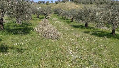 Antica Masseria Lo Conte - Foto 2