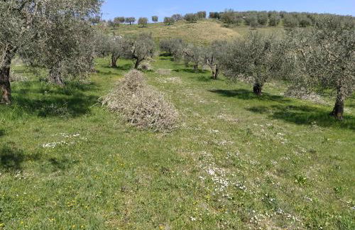 Antica Masseria Lo Conte - Foto 2