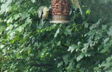 Cosy Cottage overlooking the Teifi Gorge - Foto 15