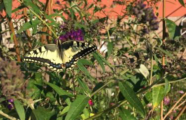 Landidyll - Bauernhaus Ländchen Bellin - Photo 42
