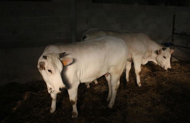 Agriturismo Valdifiori - Photo 31