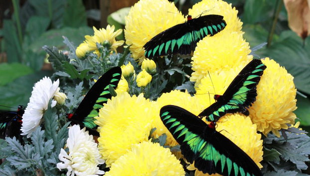 Cameron Highlands - Full Day Tour - Foto 2