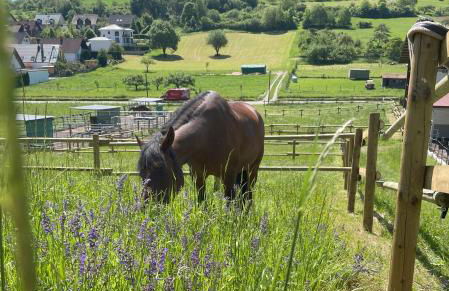 Auszeit am Hasenberg - Foto 24