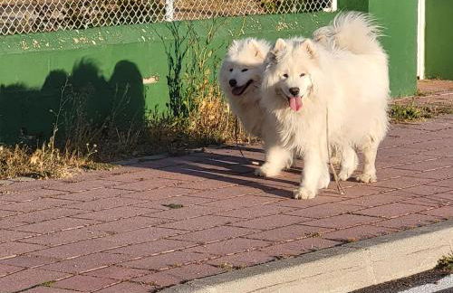 EL BALCÓN DE LA PLAZA. - Foto 20