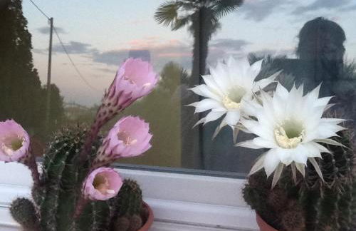 Residenza Eden - Foto 47