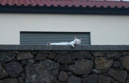 Vila Paim - Photo 50