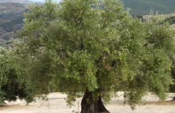 EL CONVENTO Vivienda Rural Jaén Andalucía España - Foto 34