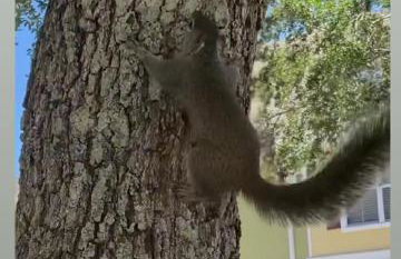 True Happiness, Housing Near Disney Word - Foto 66