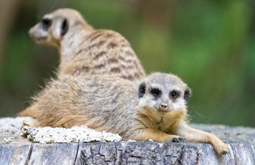 Luxuszelt im Serengeti Park - Foto 35