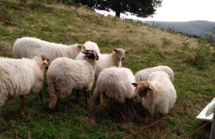 CASA DE CAMPO LAS ROZAS - Foto 23