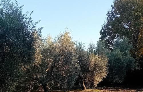 I Gelsi di Colombata Locazione turistica breve in campagna - Foto 45