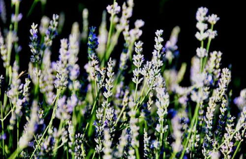 Casa delle ginestre - Foto 7