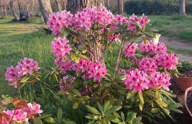 Chalet immerso nel Bosco - Foto 17