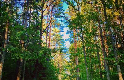 Apartament Magia Puszczy z widokiem na Puszcze Białowieska - Foto 46