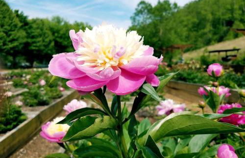 Unique Yurt Rental on Peony Farm with Riverfront View in Clyde, North Carolina - Foto 31