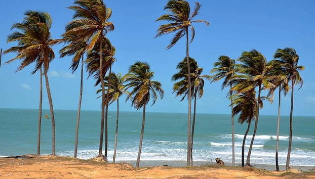 Palmeiras da praia