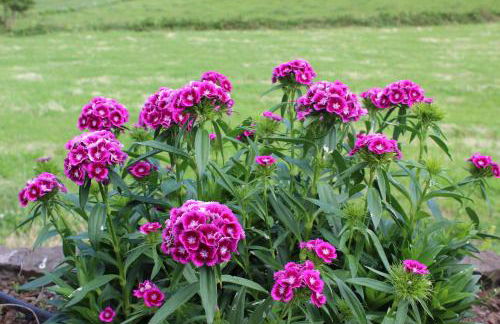 Casa da Avó - Turismo Rural - Foto 9