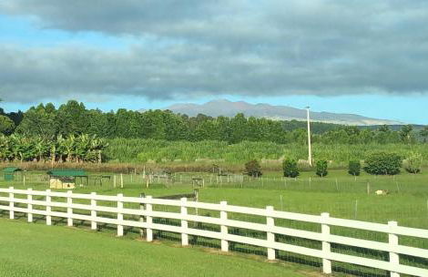 Royal Palm Cottage Hawaii - Foto 27