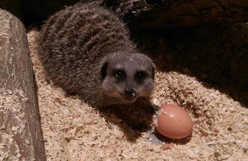 Falcons Nest - Foto 6