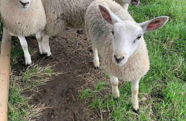 Ivy House Farm, Near Longnor - Foto 6