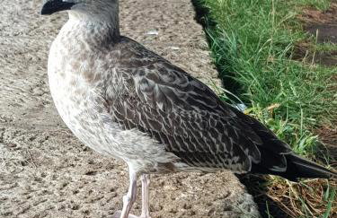 Apartmani Krajnović - Foto 10