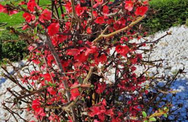 Casa Tarrío con Piscina - Santiago de Compostela - Photo 78