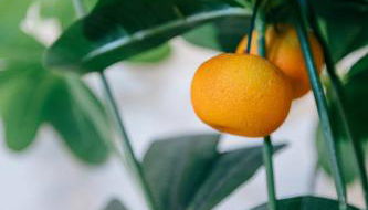 Tree House - Casa Laranjeira - Foto 4