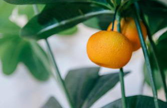 Tree House - Casa Laranjeira - Foto 4