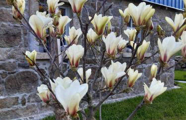 Magnolienhaus - Foto 17