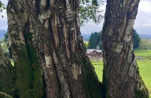 Bryn Y Garreg Cottage - The Wireless Tech Free Farm - Photo 43