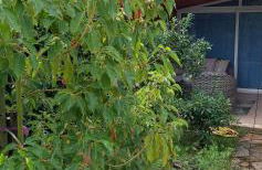 Villa Ermes - Foto 24