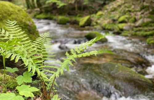 Schwarzwald Wohnung Kniebis - Foto 26