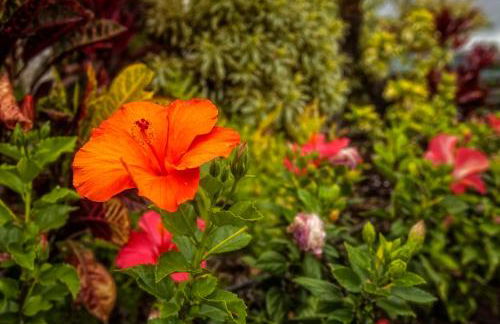 Wailea Grand Champions - Maui Condo & Home - Foto 72