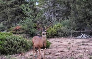 Log Cabin Zion Retreat. Walking distance to East Zion Trails - Photo 2