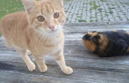Ponyhof Adam Urlaub auf dem Bauernhof - Foto 15
