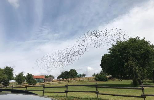 Ferienwohnungen Büffel - Foto 15