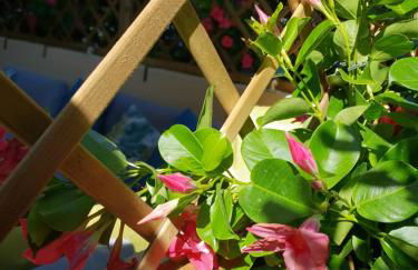 Versilia Apartment - Foto 12