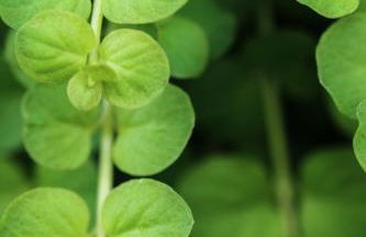 Chateau Mariposa - Foto 29