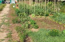 Agriturismo - La capra amaltea - Foto 78