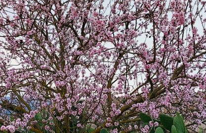 Terre di Senia - Foto 41