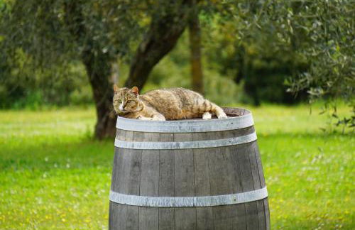 Fattoria Lornano Winery - Foto 114