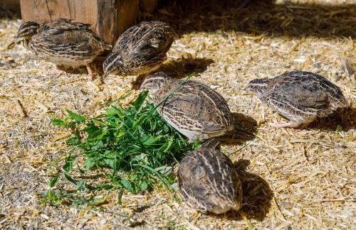 Gattererhof - Foto 35