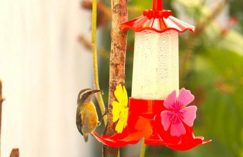 Recanto dos Pássaros - Photo 38