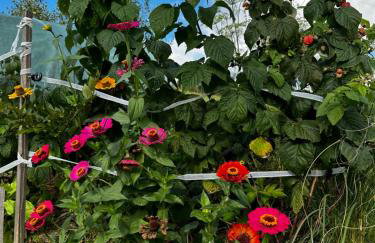 Cabanówka - Foto 31