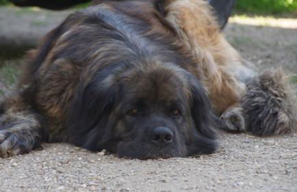 Zum Alten Eselstall - Foto 10