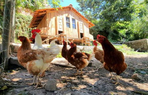 Verde Água Agroturismo e Agricultura Biológica - Foto 16