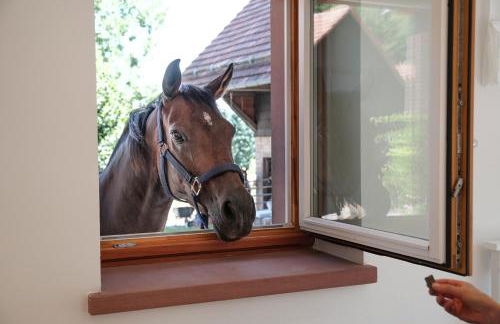 Trommglück - Foto 10