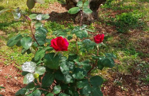 Apartment AnaLaura - Foto 1